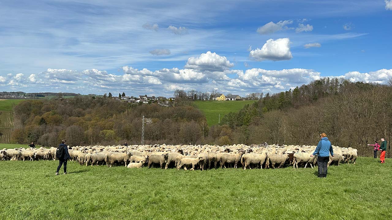 VanDeBord Teamevent Schafe hueten